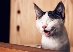 Τι ήχους βγάζει μια γάτα και τι σημαίνουν;