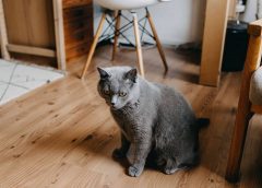 Γάτα σε διαμέρισμα: Τα πιο χρήσιμα tips συμβίωσης!