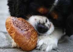 Κάνει ο σκύλος να τρώει ψωμί; Πότε μπορεί να πεθάνει;