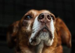 Ξηρή μύτη σκύλου: Πλήρης και σωστή αντιμετώπιση!