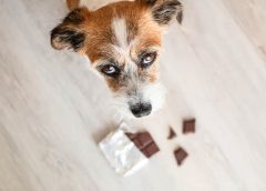 Δηλητηρίαση σκύλου: Τα συμπτώματα που πρέπει να ψάξεις!
