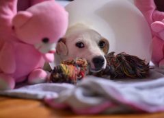 Στείρωση σκύλου: Πότε & γιατί πρέπει να στειρώσω τον σκύλο μου;