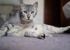 Αιγυπτιακή γάτα Mau: Τα χαρακτηριστικά της πιο γρήγορης γάτας