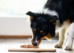 Barf: Γιατί προτιμάται ιδιαιτέρως η ωμή τροφή για σκύλους;