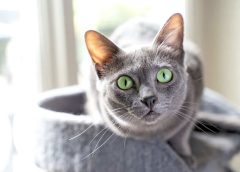 Γάτα Κόρατ: Ένα σύμβολο ευζωΐας & γονιμότητας στο σπίτι!
