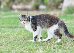 Γάτα Κύπρου: Ό,τι πρέπει να ξέρεις γι’ αυτήν τη μακραίωνη ράτσα!
