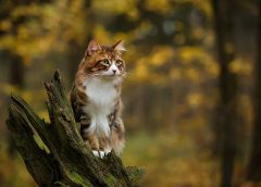Kurilian Bobtail: Η τέλεια οικογενειακή γάτα!